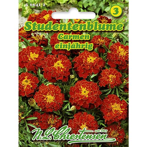 Тагетес, нисък Carmen       изображение 1 артикул 86204